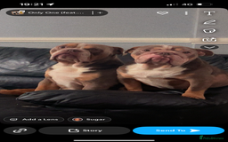 English Bulldog dogs for sale: Rehomimg due to break up - Image 10