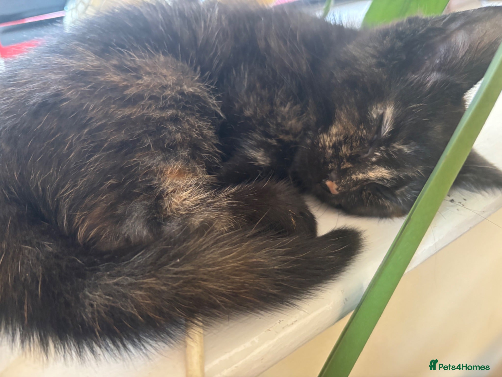 Mixed Breed cats Mixed breed chunky fluffy kittens - Advert 3