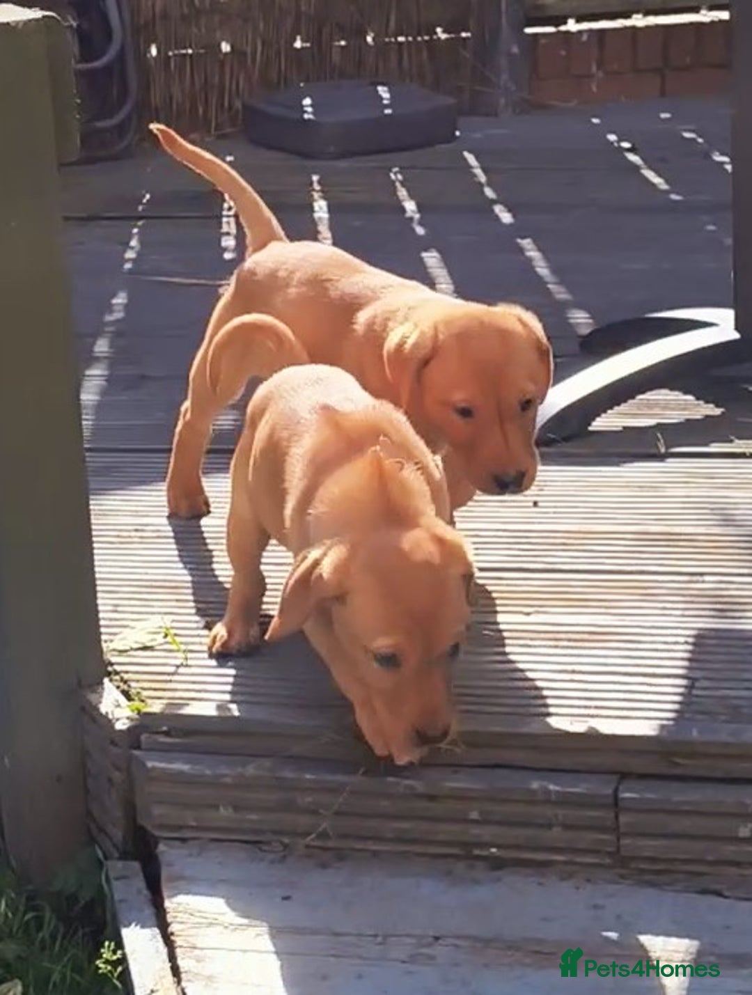 Labrador Retriever dogs for sale: Stunning working Labrador pups KC registered  - Image 6