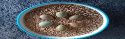 Quail poultry for sale: Hatching Eggs Available - Advert 3