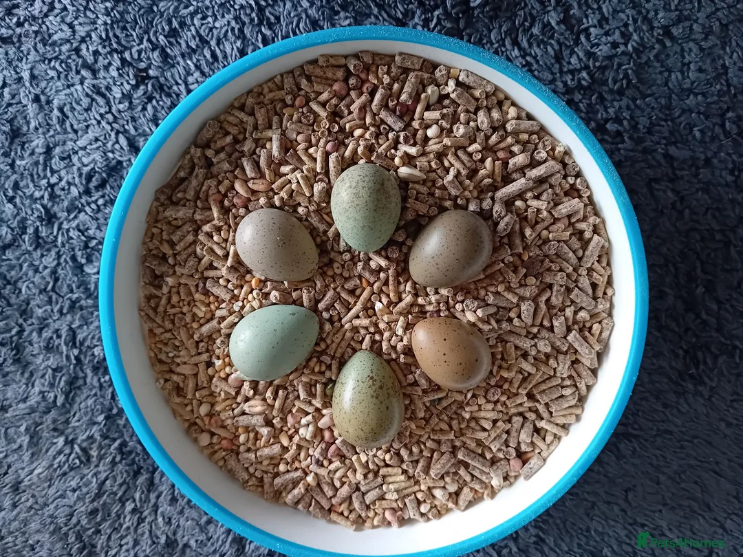 Quail poultry for sale: Hatching Eggs Available - Advert 3