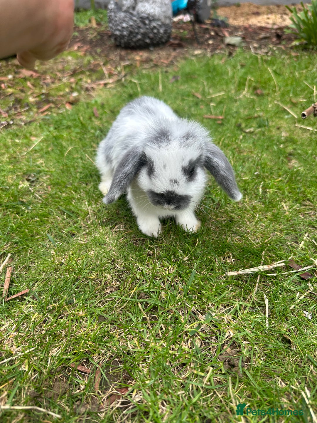 Mini Lop rabbits for sale: Mini lops - Image 9