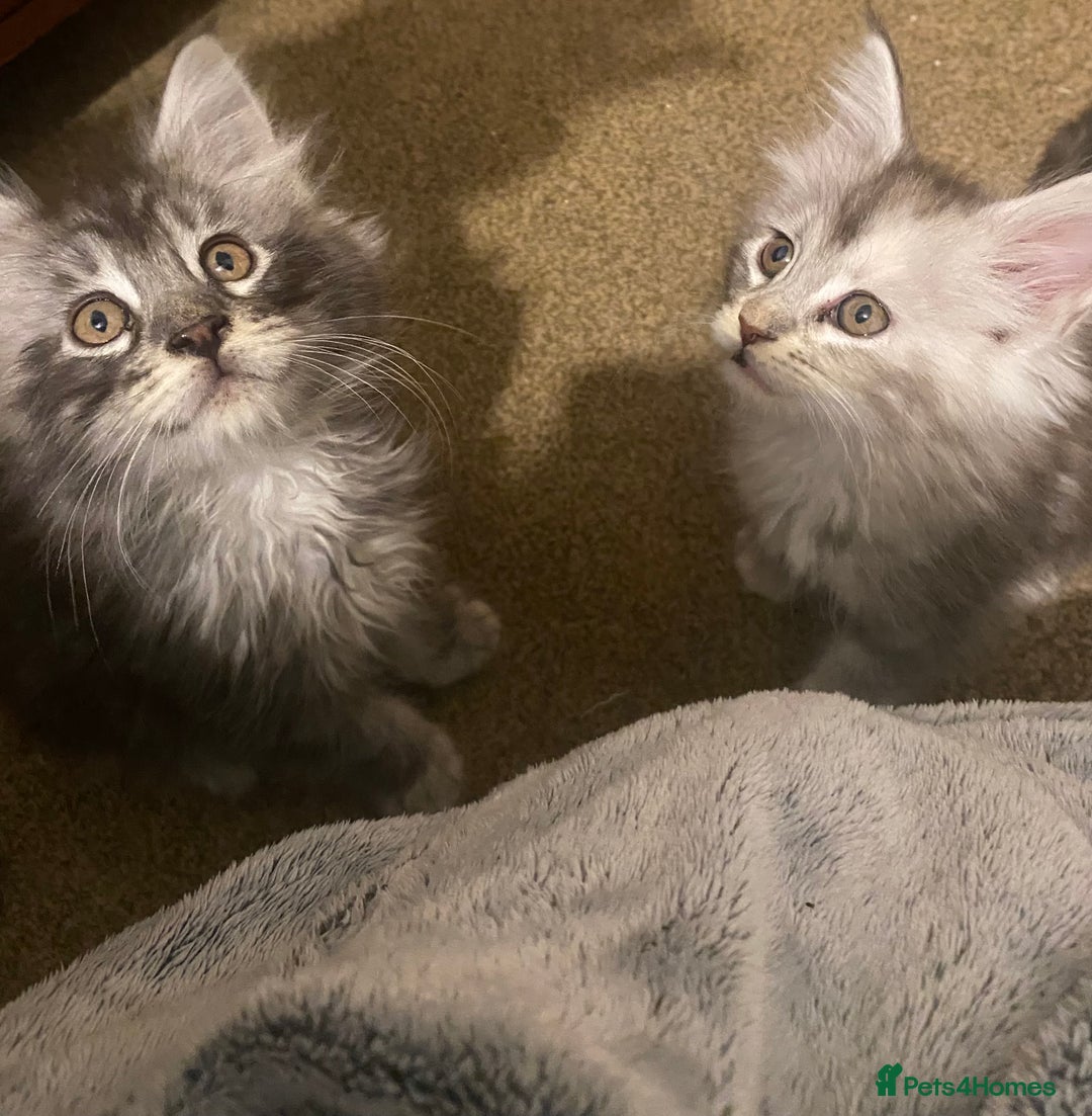 Maine Coon cats for sale: Ready 22.11.2025 - Advert 15