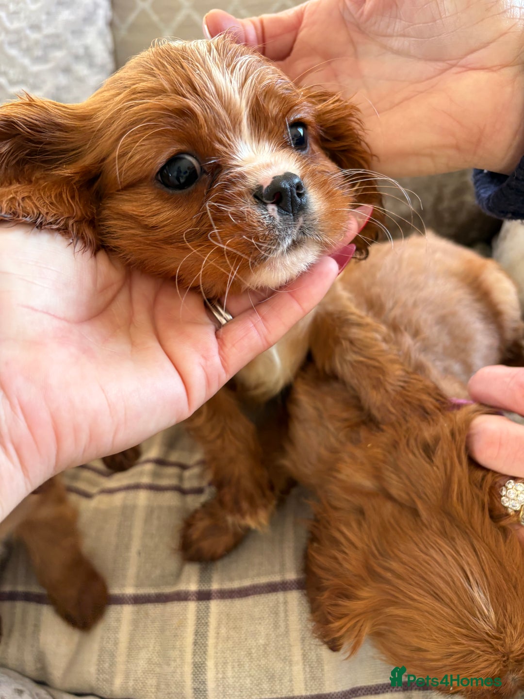 Cavalier King Charles Spaniel dogs for sale: Cavalier King Charles pups  - Advert 11