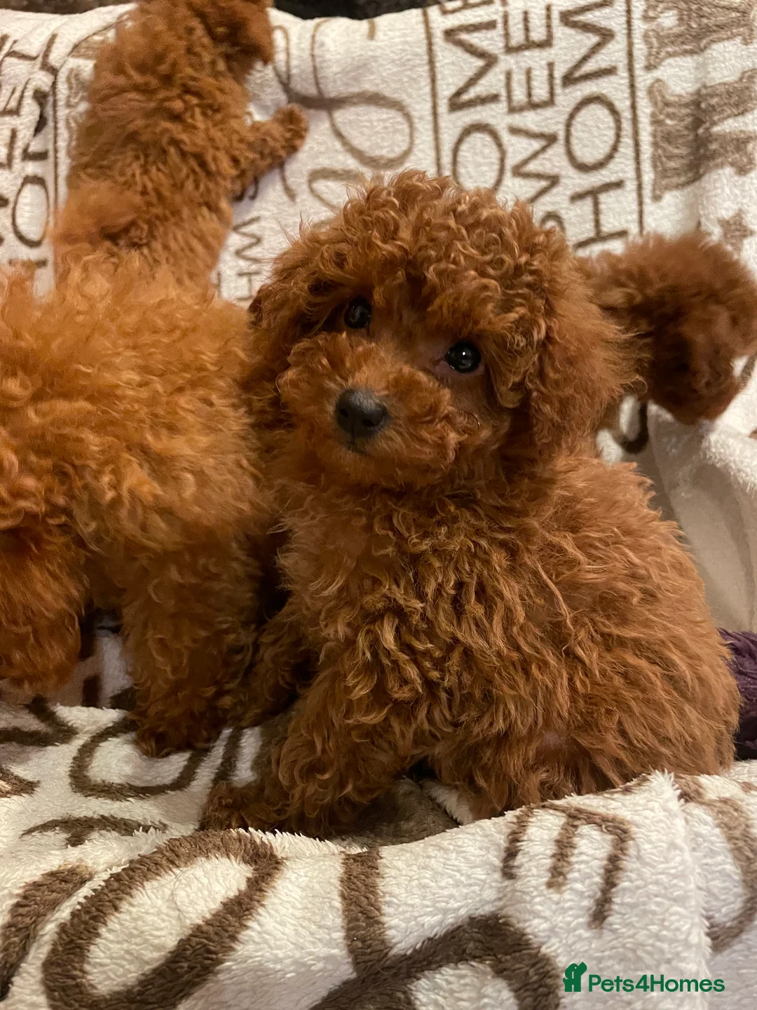 Toy Poodle dogs for stud: 2 RED BOYS FOR STUD in Burry Port - Advert 8