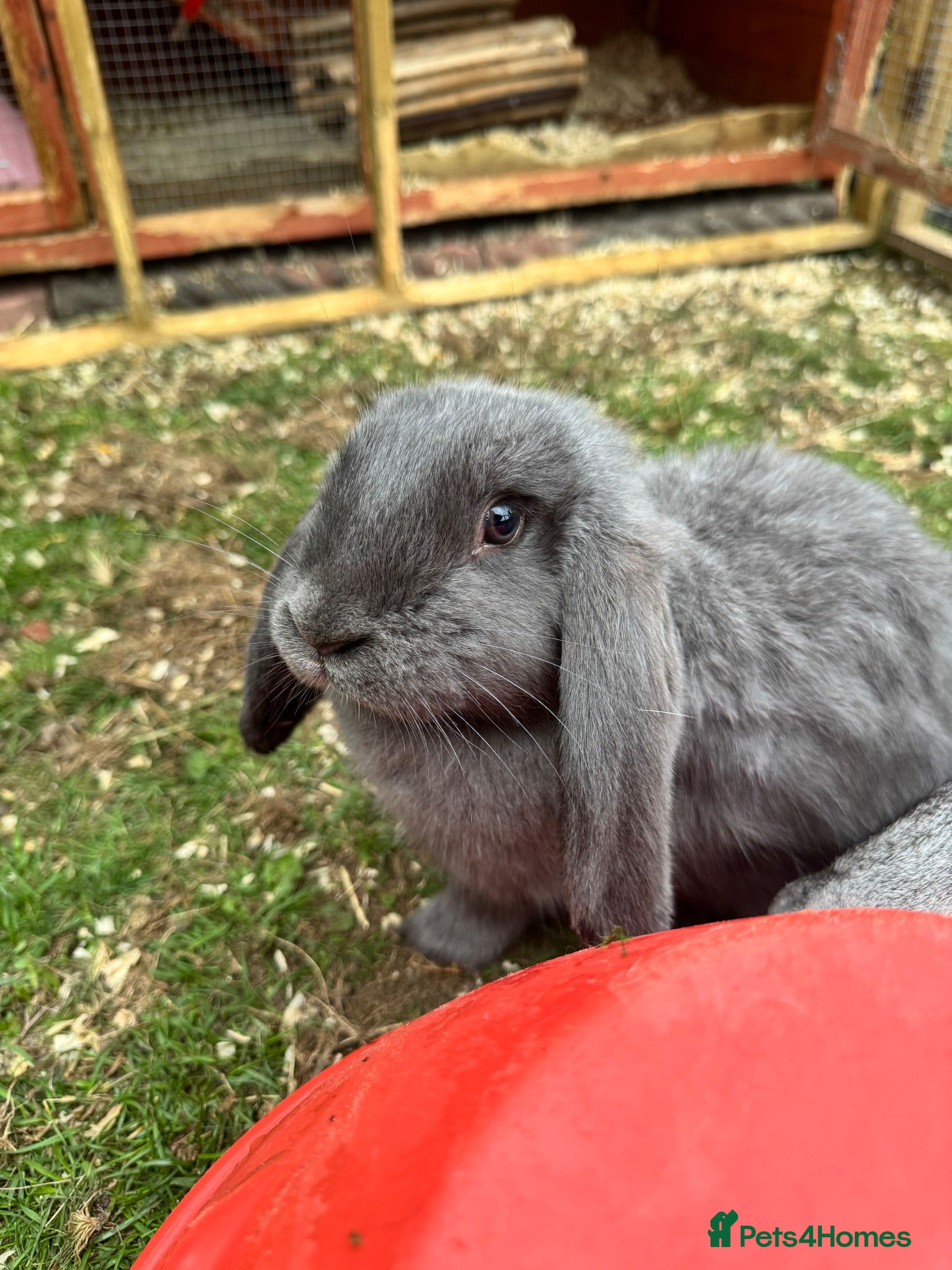 French Lop rabbits French lop bunny grey £65 black £20 - Advert 5