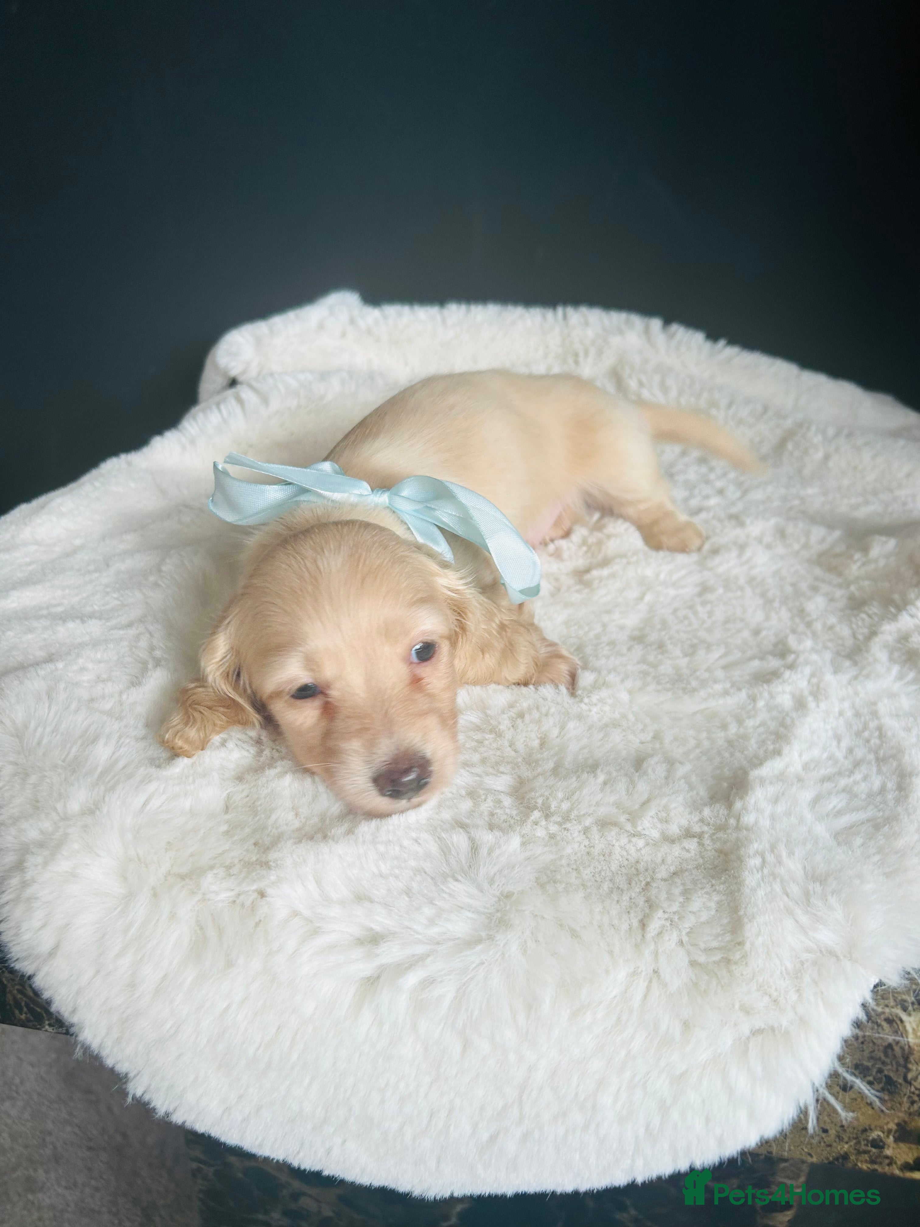 Miniature Dachshund dogs Creams-5 Star Breeder ⭐️⭐️⭐️⭐️⭐️ - Advert 12