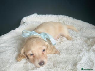 Miniature Dachshund dogs Creams-5 Star Breeder ⭐️⭐️⭐️⭐️⭐️ - Advert 12