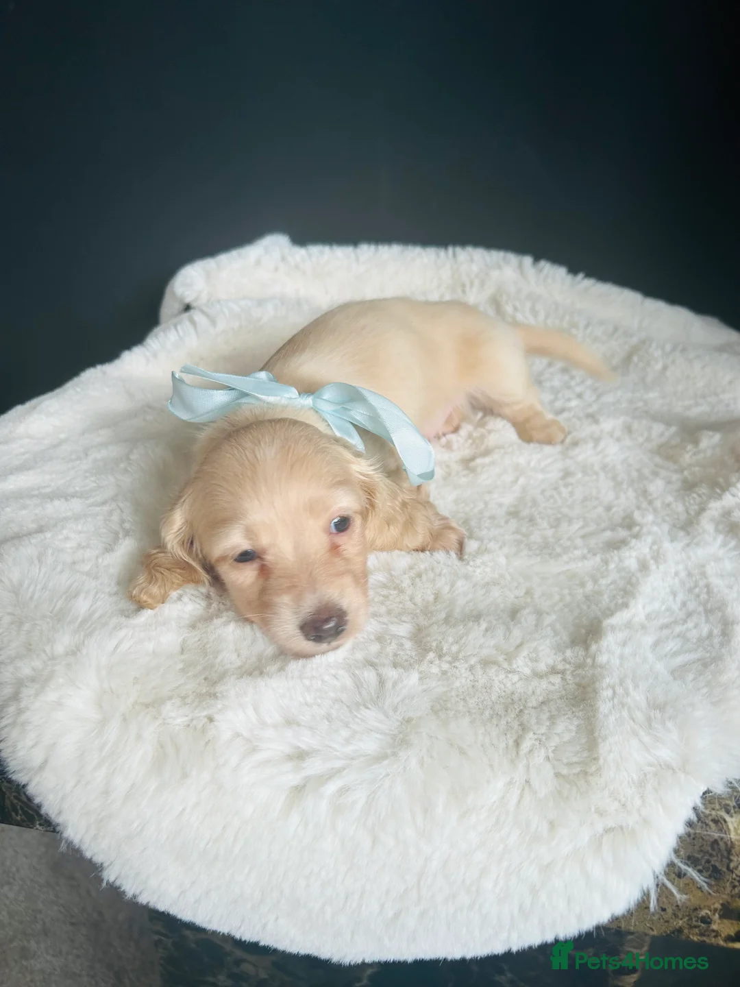 Miniature Dachshund dogs for sale: Creams-5 Star Breeder ⭐️⭐️⭐️⭐️⭐️ - Advert 2