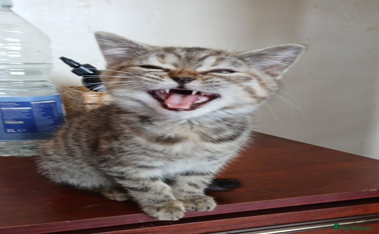 Mixed Breed cats - Advert 4
