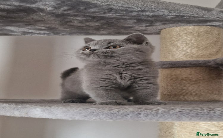 British Shorthair cats - Advert 2