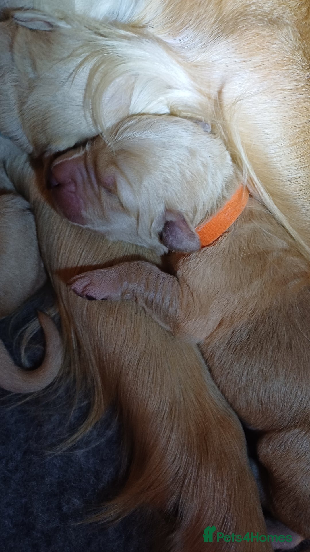 Goldendoodle dogs for sale: 3/4Golden 1/4Doodles 😃 black and gold - Image 6