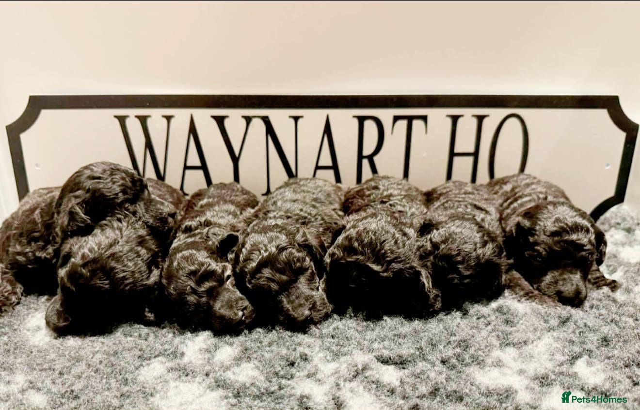 Miniature Poodle dogs OUTSTANDING SILVER MINI POODLES BEST IN 🇬🇧  - Advert 18