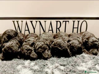 Miniature Poodle dogs OUTSTANDING SILVER MINI POODLES BEST IN 🇬🇧 - Advert 14