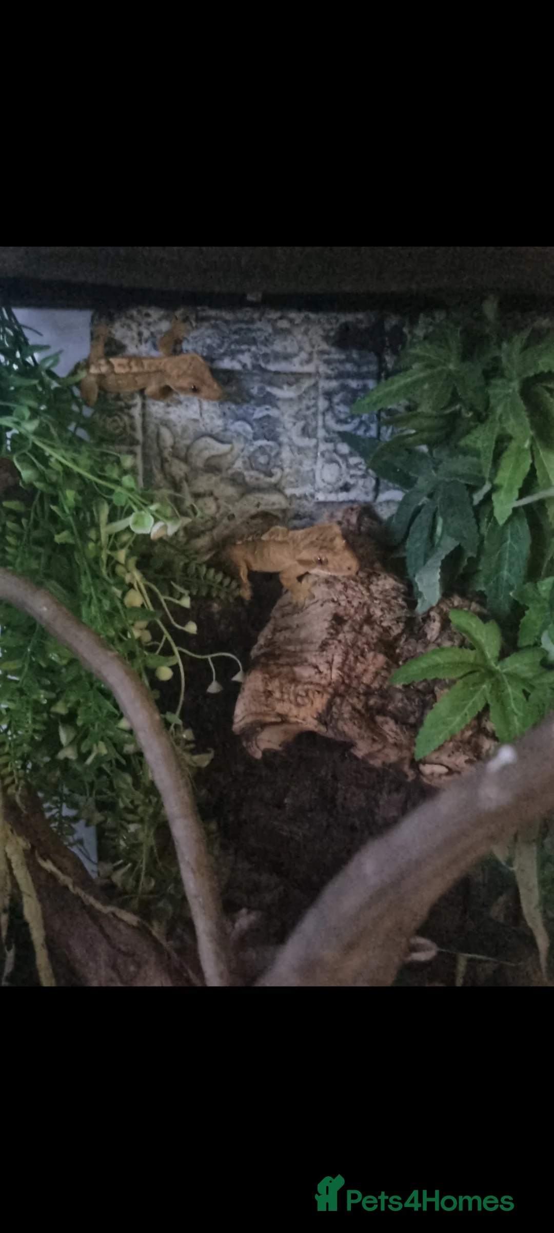 Gecko reptiles for sale: 2 Crested gecko with set up  in Wolverhampton - Advert 8
