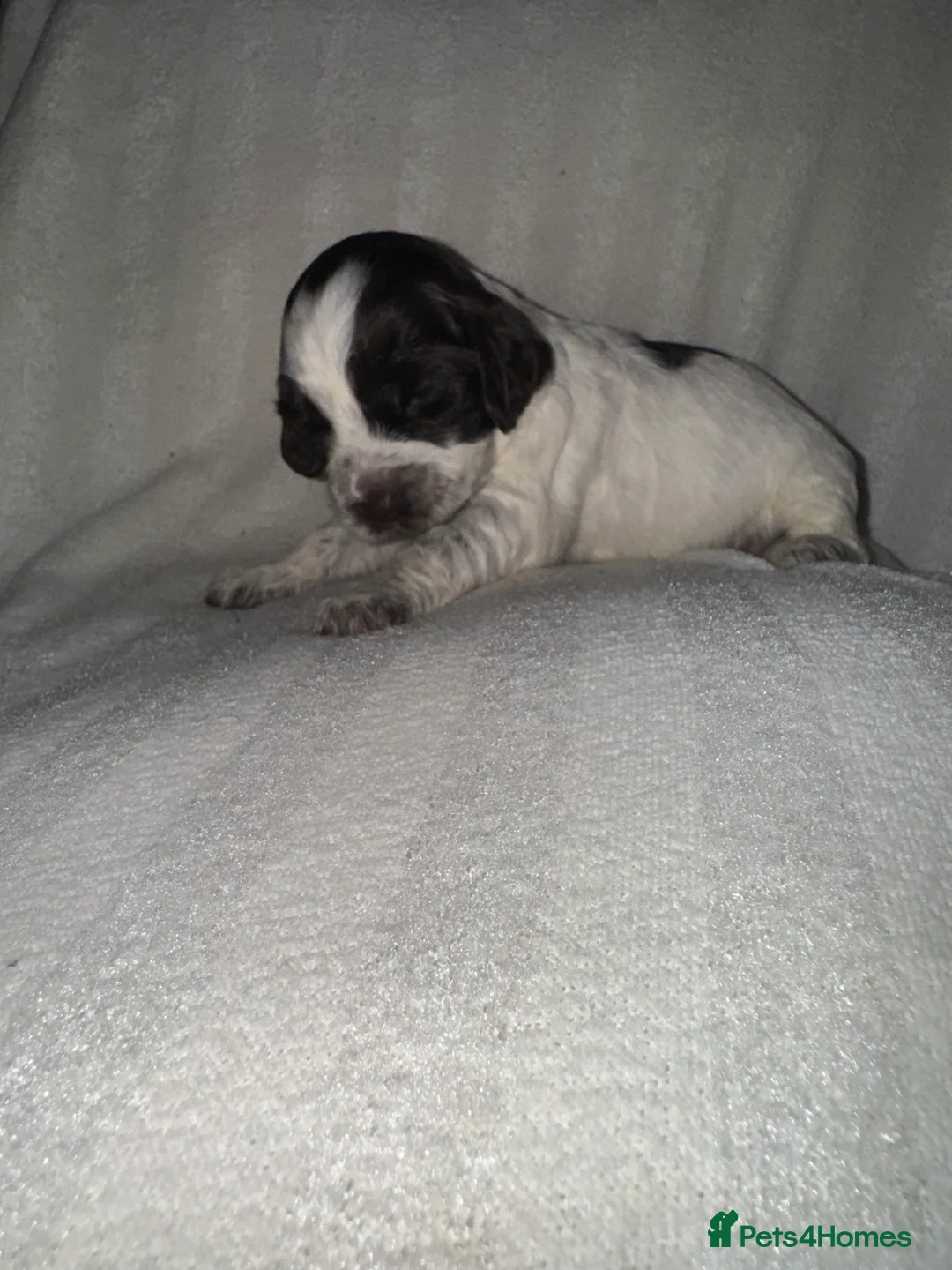 Cocker Spaniel dogs for sale: Cocker spaniel puppies  in Doncaster - Advert 10