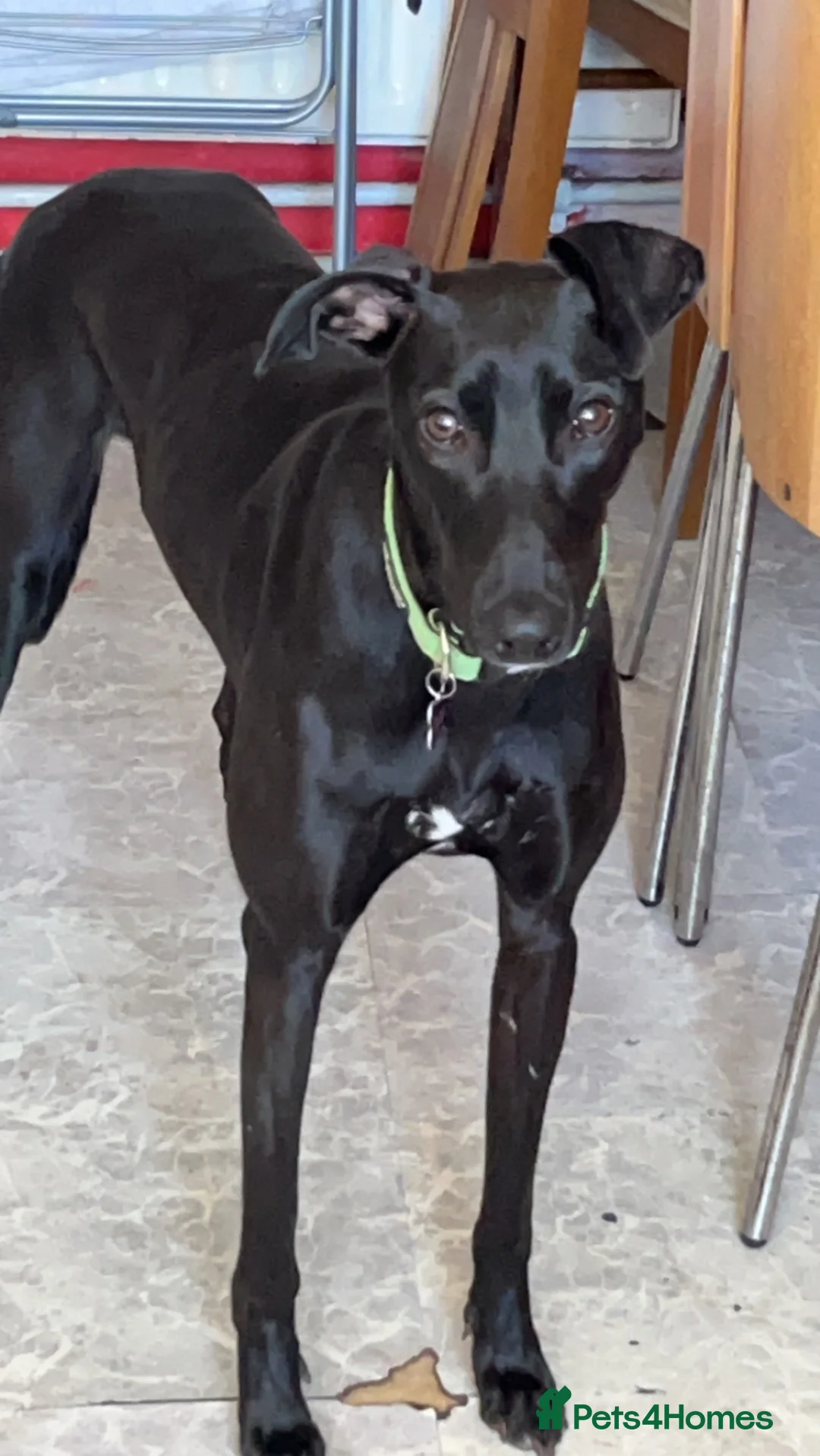 Lurcher dogs for sale: 3 year old lurcher  **   - Advert 4