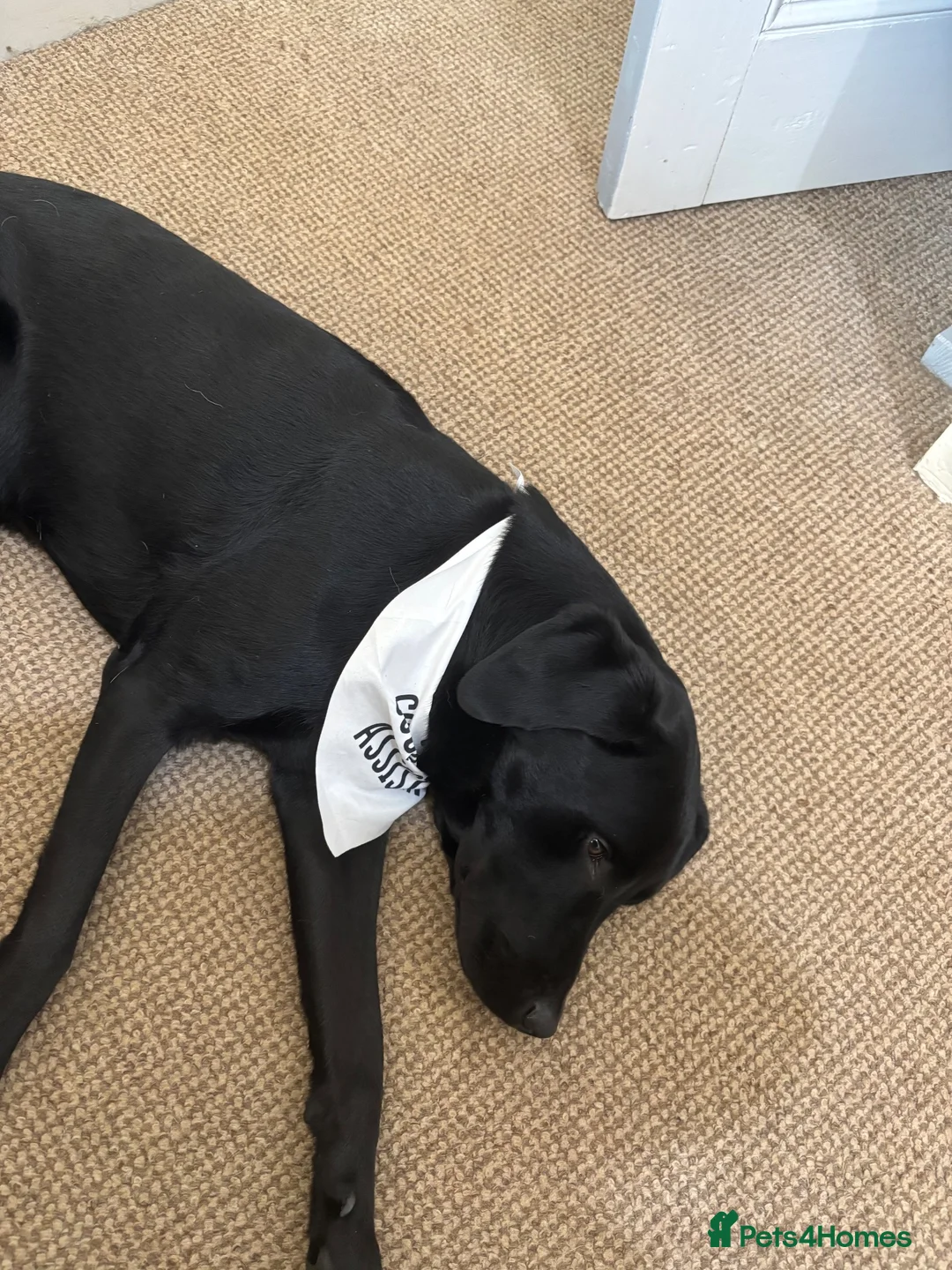 Labrador Retriever dogs for sale: Beautiful Black Labrador - Advert 1