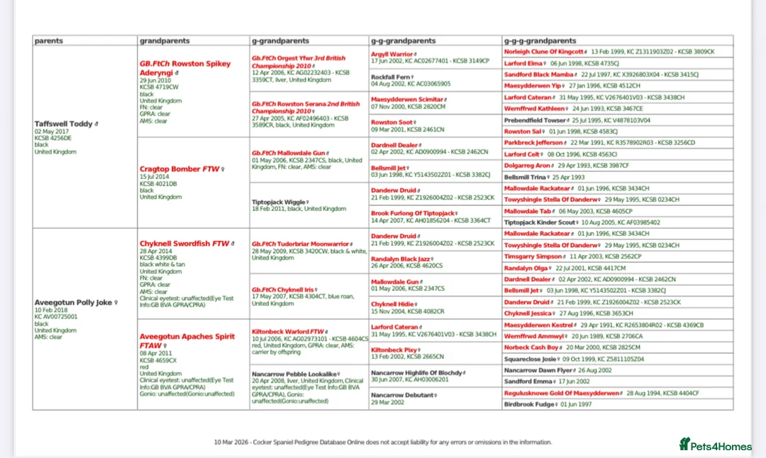 Cocker Spaniel dogs for sale: Cocker Spaniel  - Advert 2