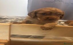 Cocker Spaniel dogs for sale: Working fox red/ginger cocker spaniels  - Image 14
