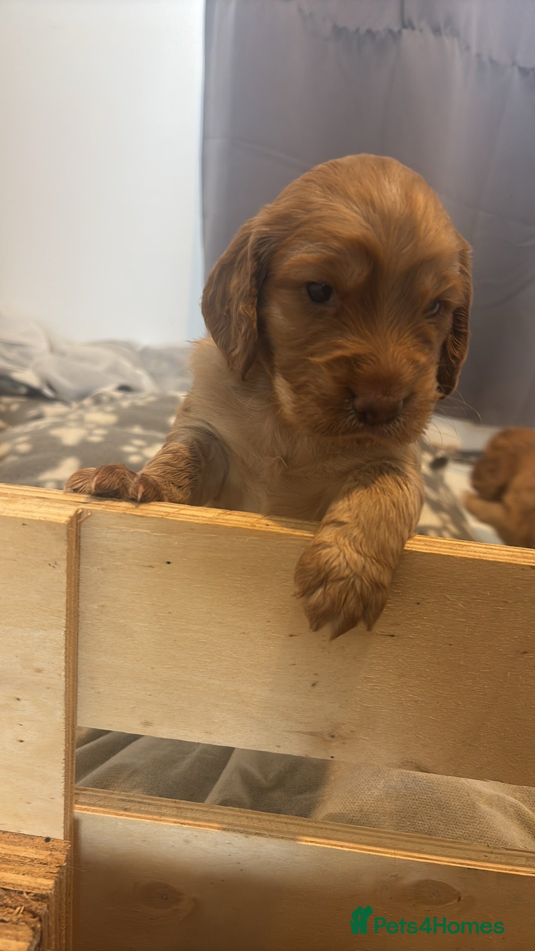 Cocker Spaniel dogs for sale: Working fox red/ginger cocker spaniels  - Image 14