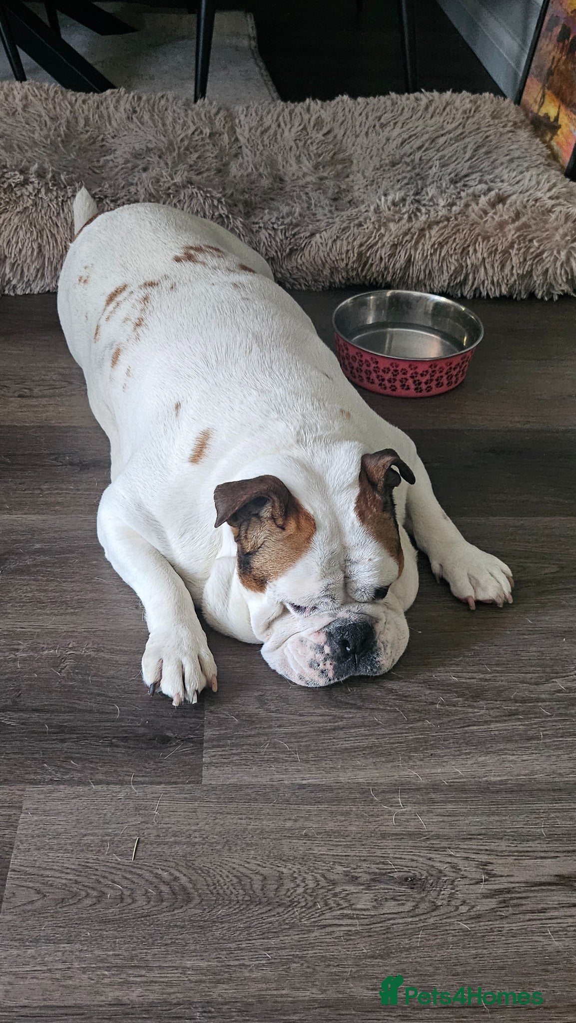 Mixed Breed dogs Jiggles the cross Bulldog - Advert 15