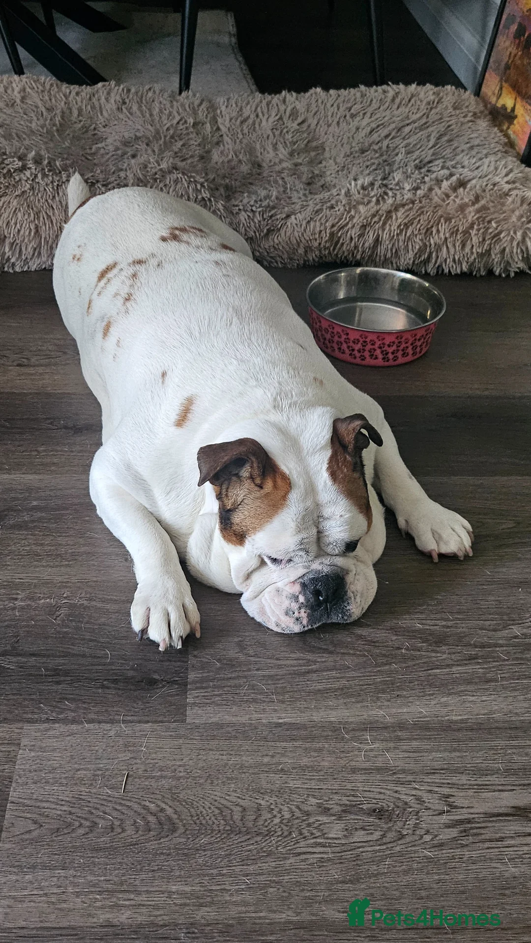 Mixed Breed dogs for sale: Jiggles the Bulldog Cross  - Advert 1