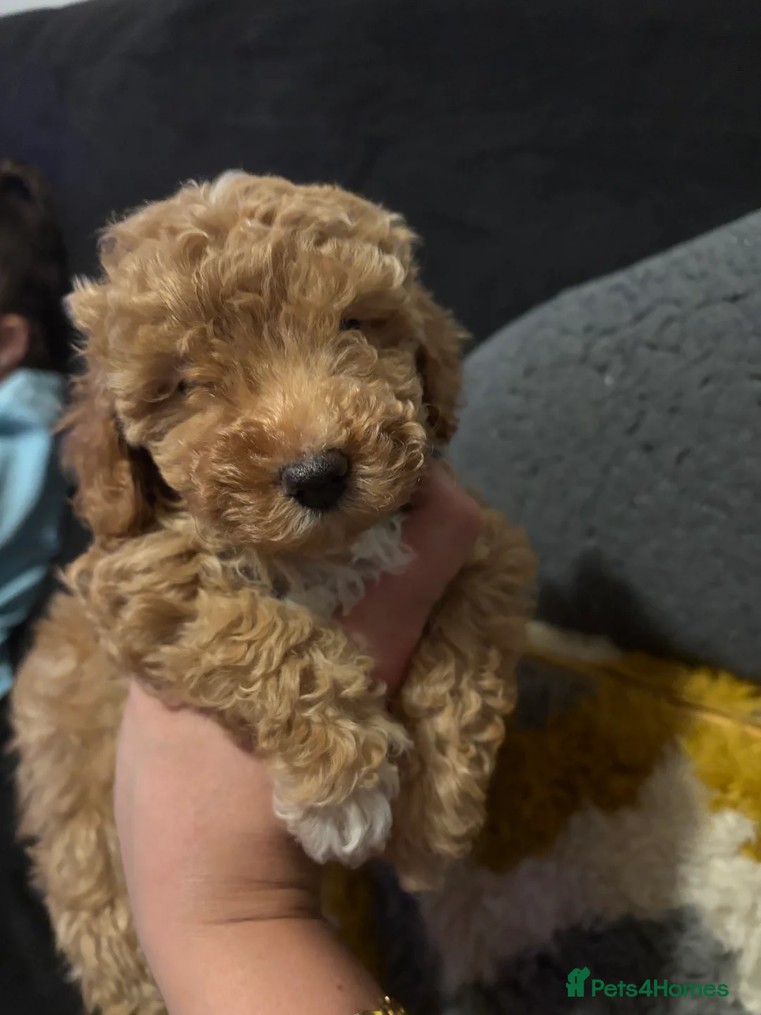 Toy Poodle dogs for sale: Toy puddles  - Advert 5