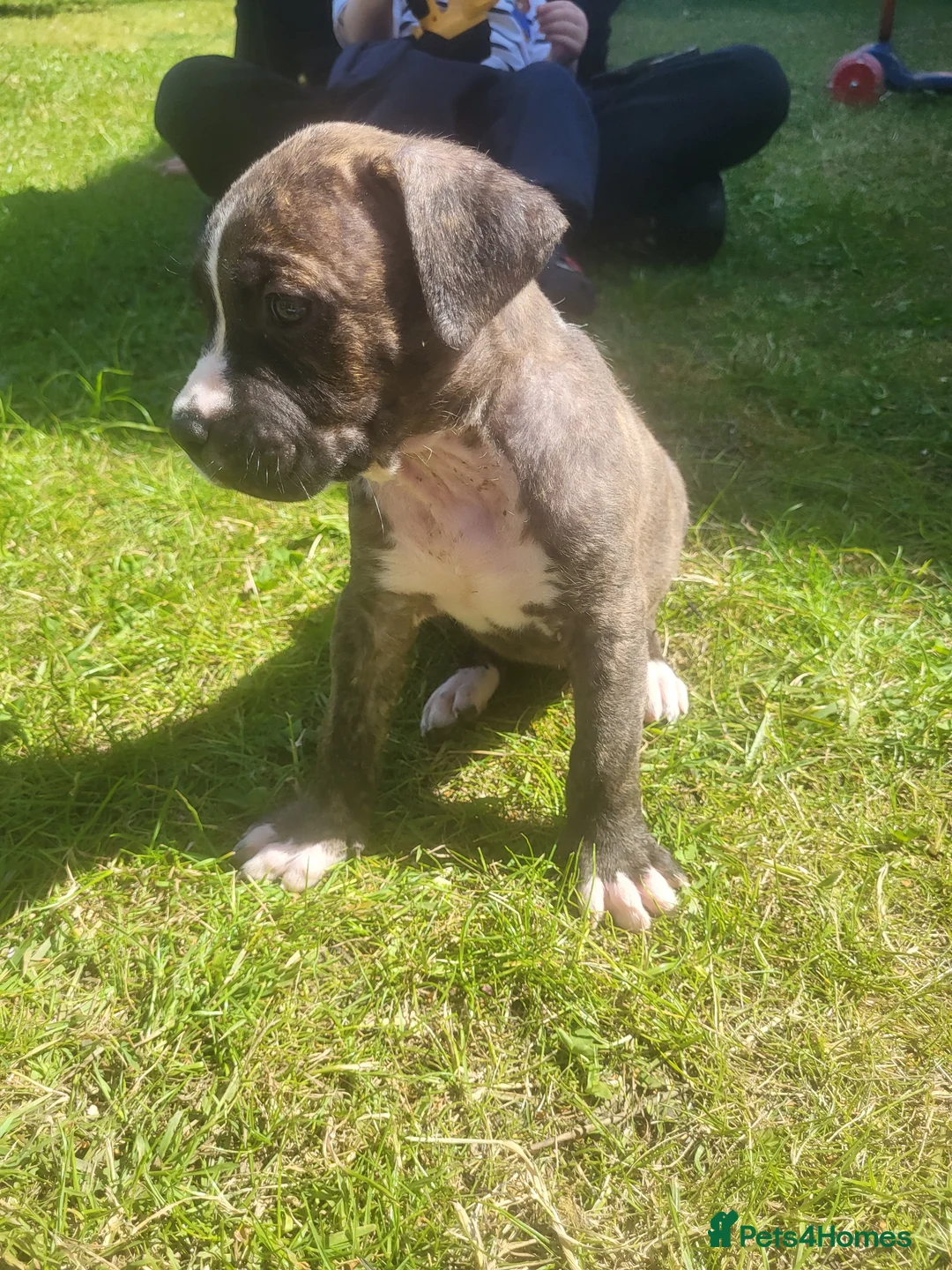 Mixed Breed dogs for sale: 8 Beautiful American Bulldog x Cane Corso in Blyth - Advert 14