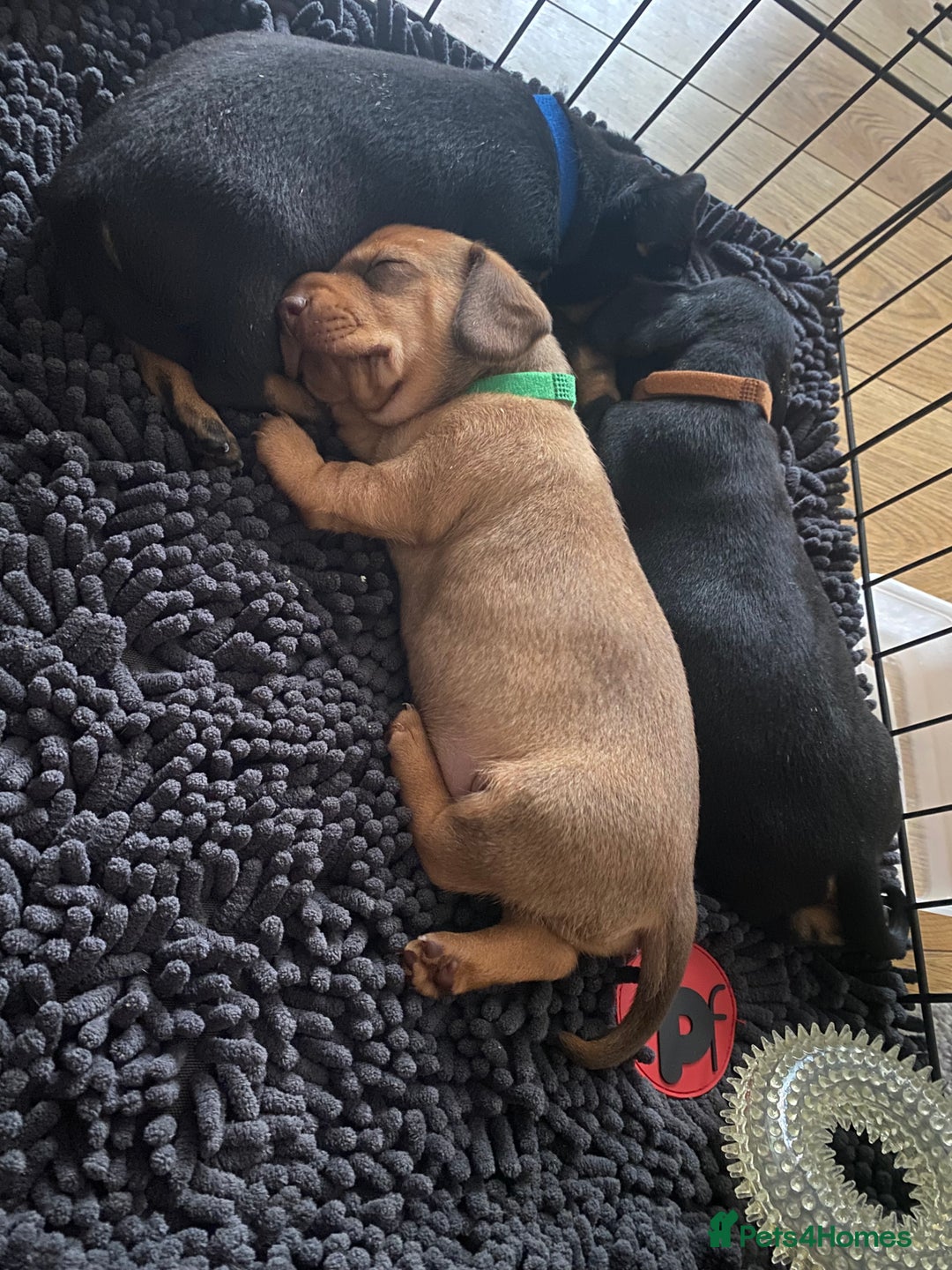 Dachshund dogs for sale: Dachshund puppys - Image 10