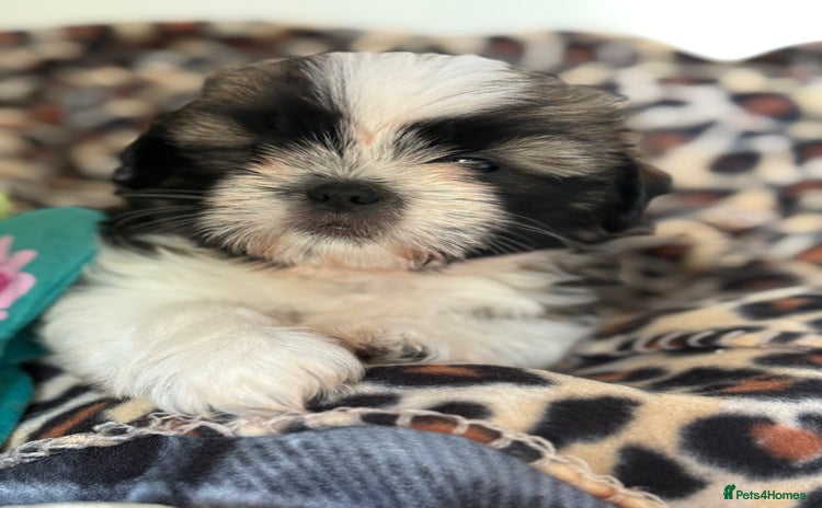 Shih Tzu dogs - Advert 16