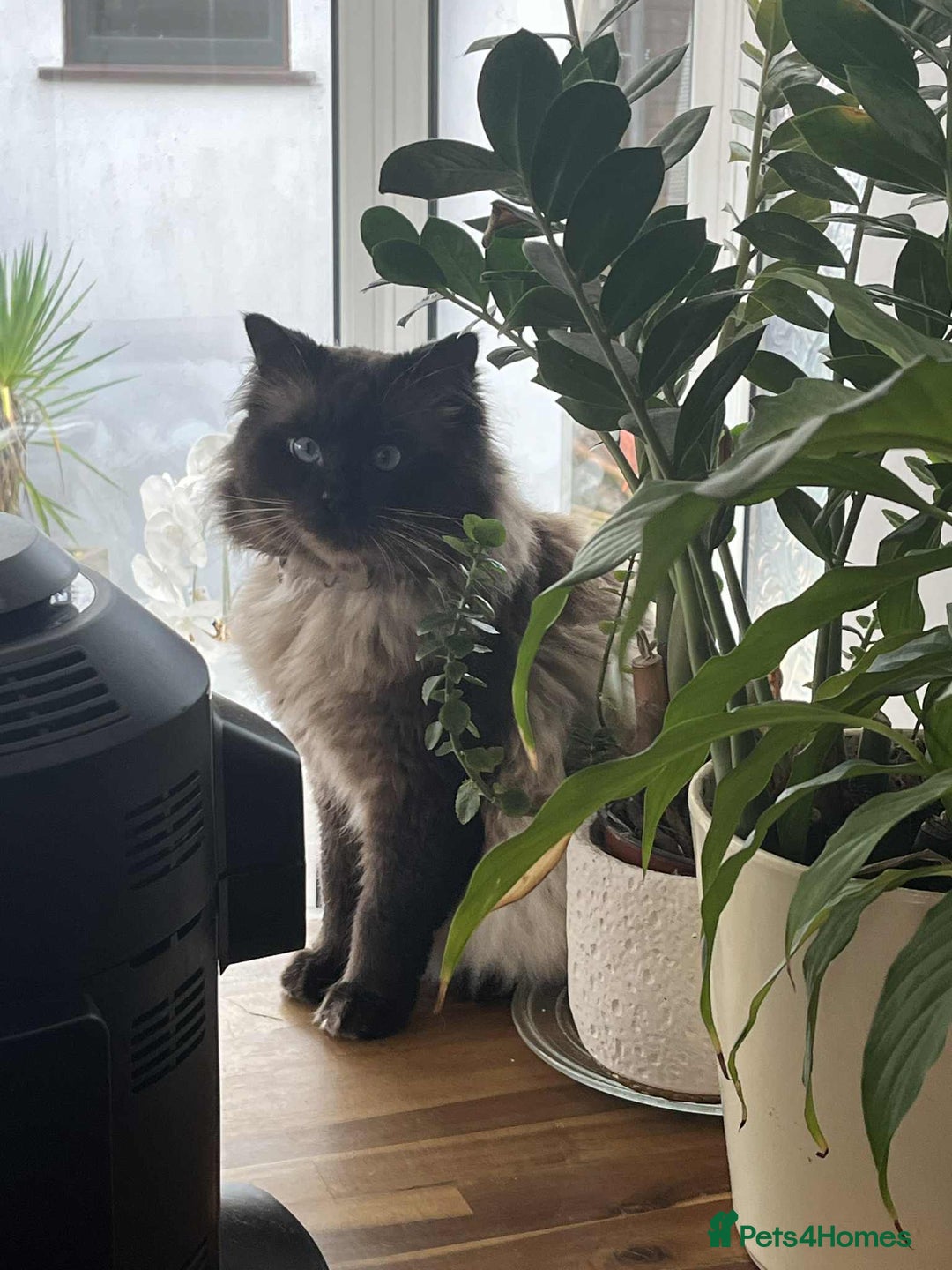 Ragdoll cats for sale: Ragdoll for sale - Image 5