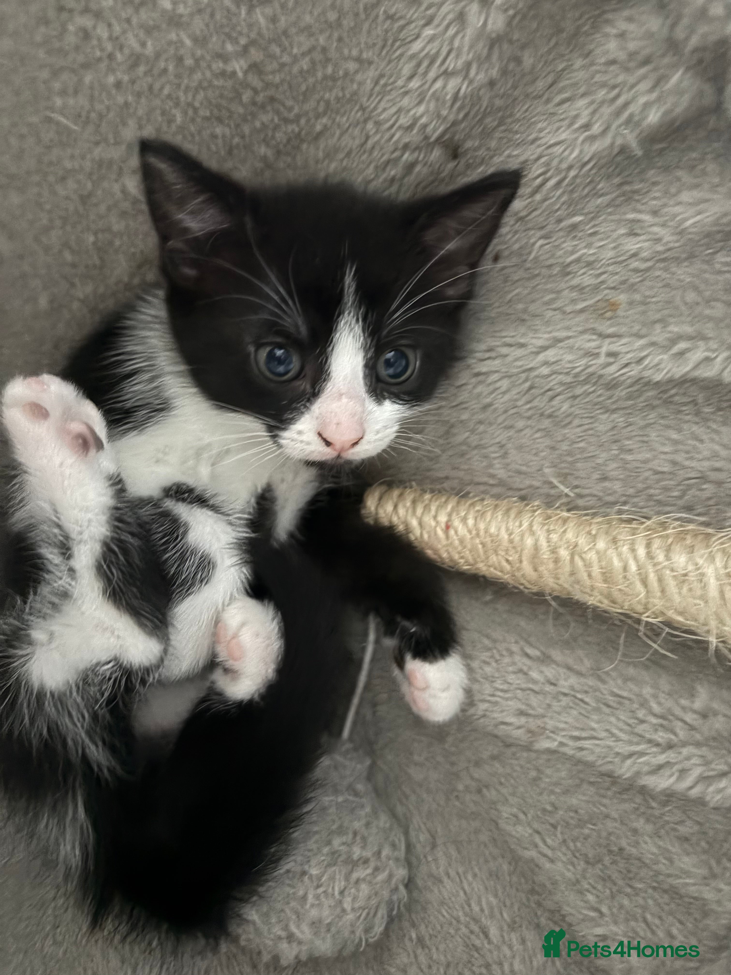 Domestic Shorthair cats ** PRICE DROP! LAST GIRL LEFT (black and white) ** - Advert 7