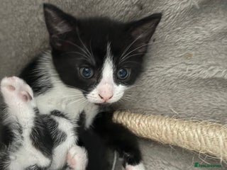 Domestic Shorthair cats ** PRICE DROP! LAST GIRL LEFT (black and white) ** - Advert 5