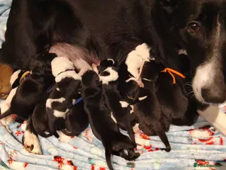 Borador dogs Beautiful litter of boradors - Advert 7