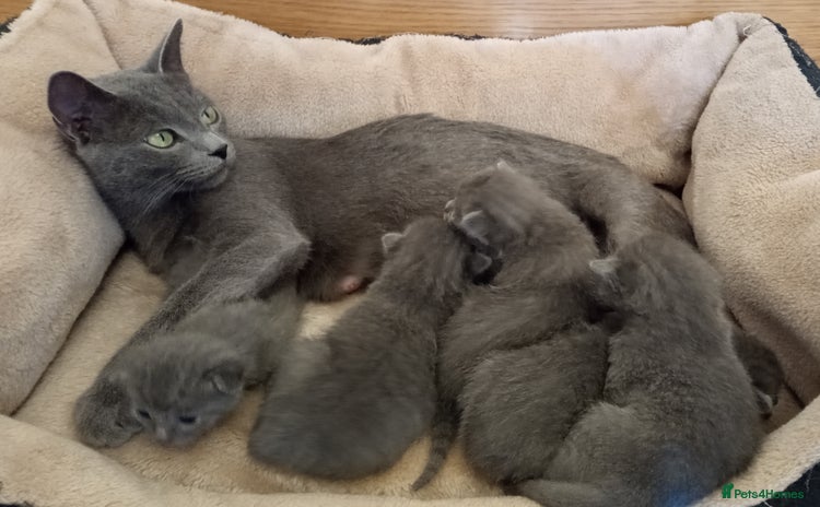 Russian Blue cats - Advert 1