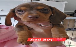 Miniature Dachshund dogs for sale:  Miniature Dachshunds ready to go Friday 19th Sept - Image 26