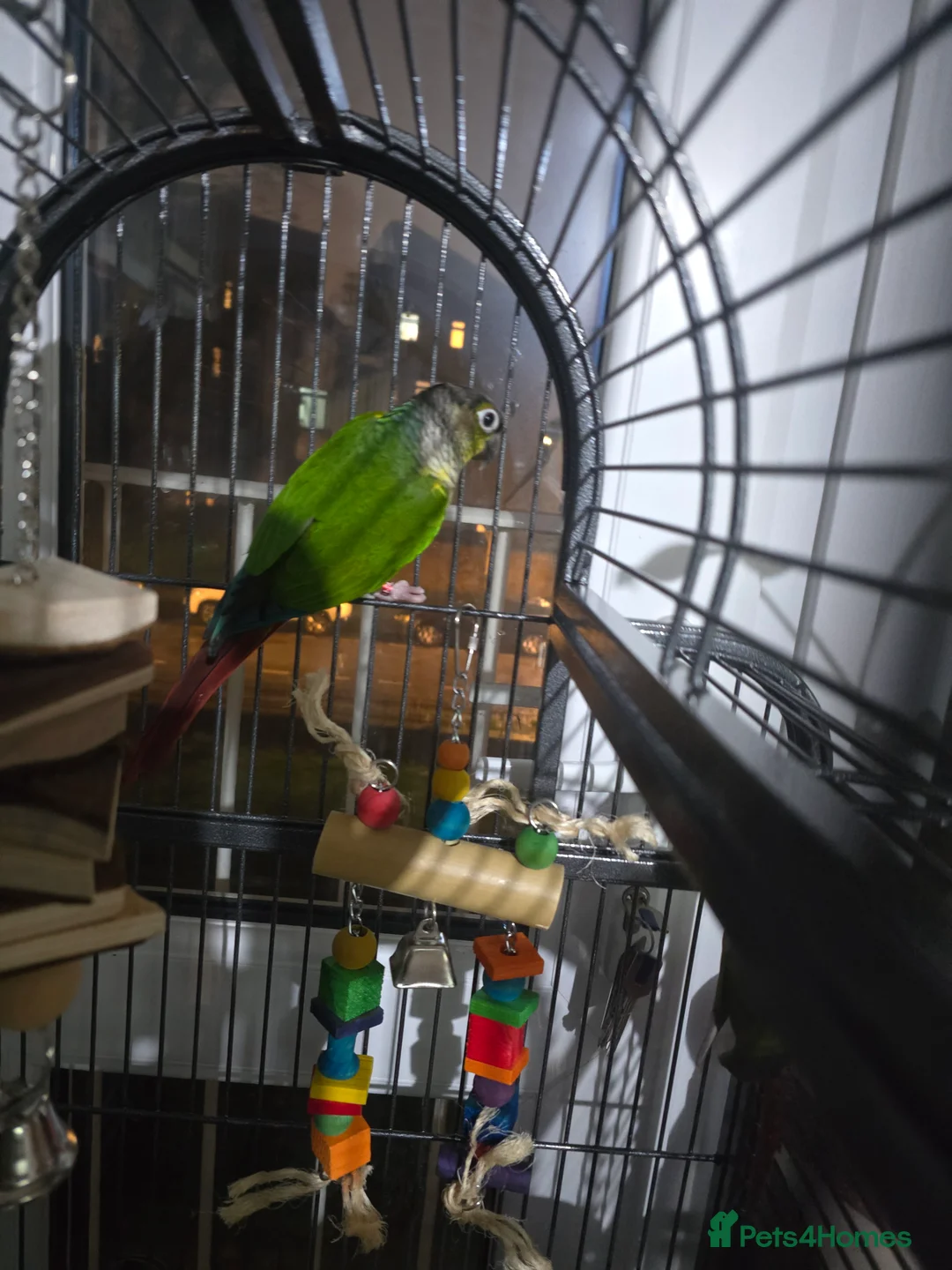 Conures birds for sale: Two green cheek conure's for sale  - Advert 5