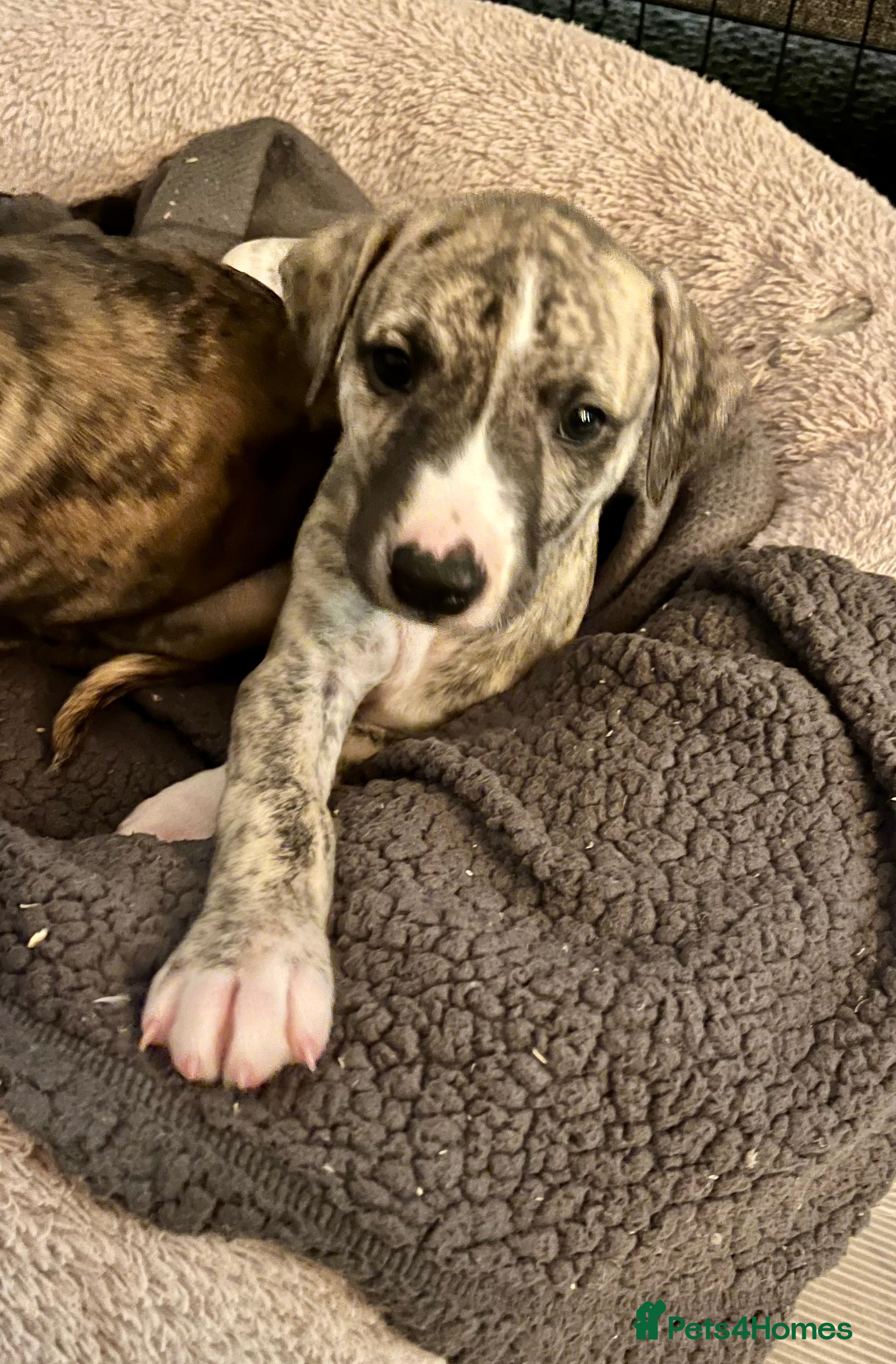 Whippet dogs KC Reg Pedigree Whippet Puppies  - Advert 5