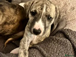 Whippet dogs KC Reg Pedigree Whippet Puppies - Advert 5