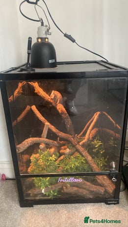 Chameleon reptiles - Advert 18