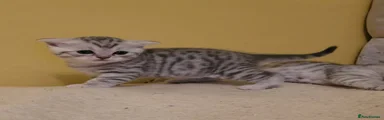 Scottish Fold 3