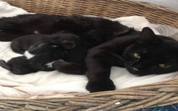 Brazilian Shorthair cats for sale: Black Cute Kitten - Image 8