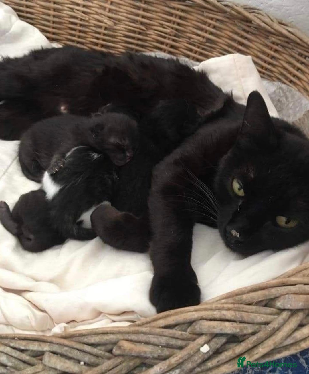 Brazilian Shorthair cats for sale: Black Cute Kitten - Image 8