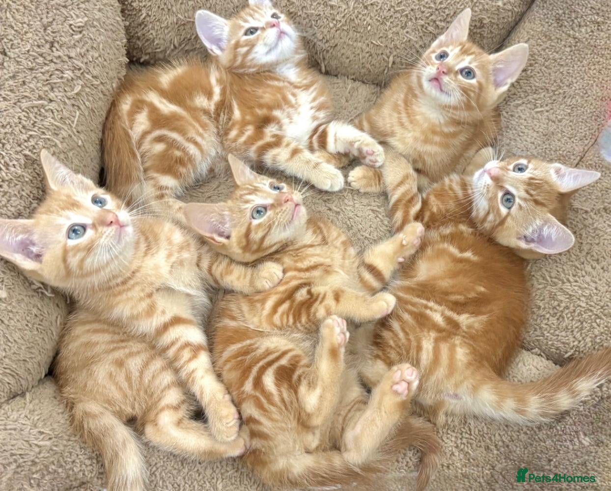 Mixed Breed cats LOVELY KITTENS  - Advert 10