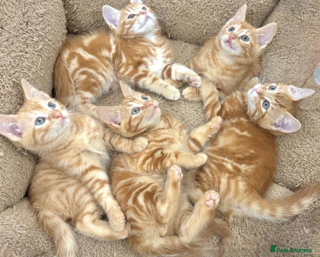 Mixed Breed cats for sale: LOVELY KITTENS  - Advert 1