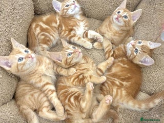 Mixed Breed cats LOVELY KITTENS - Advert 1