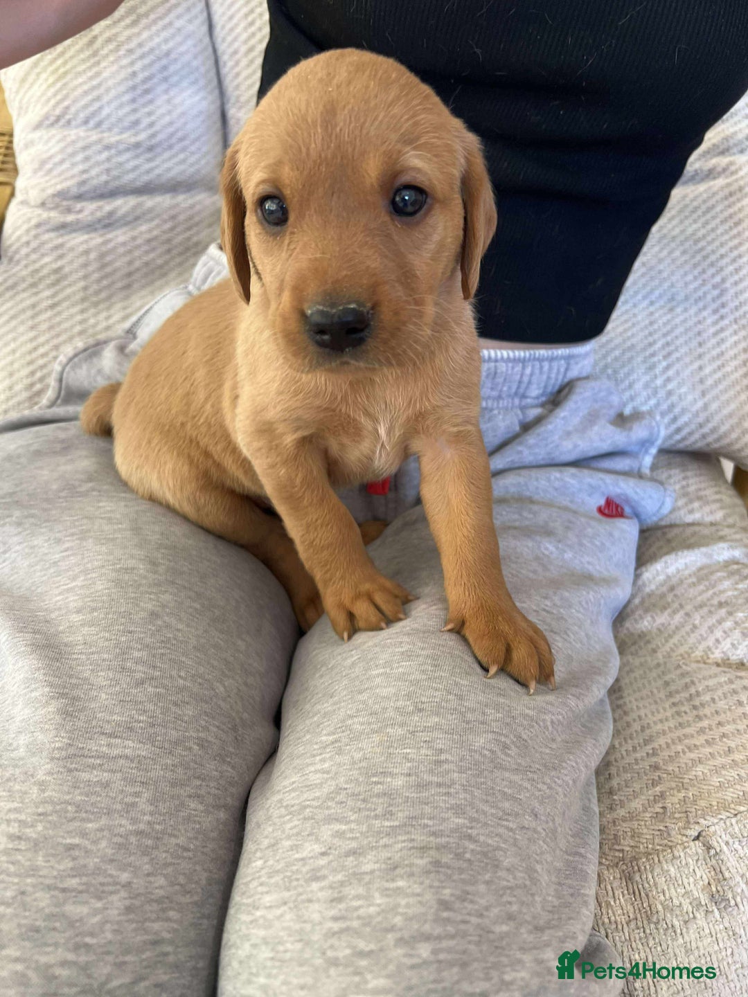 Labrador Retriever dogs for sale: Kc Registered Red Labradors - Image 1