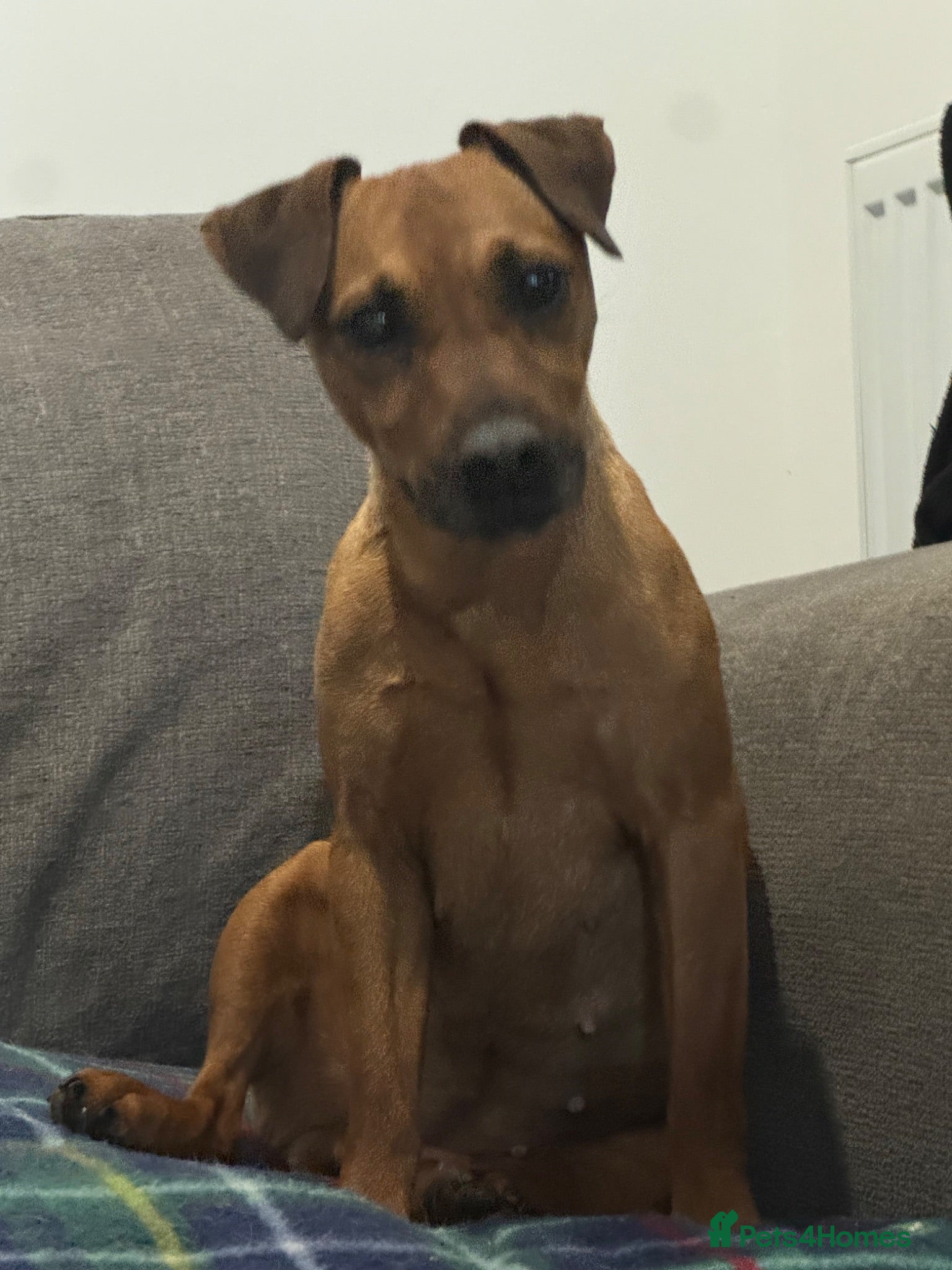 Patterdale Terrier dogs 4 Year Old Patterdale Terrier  - Advert 1