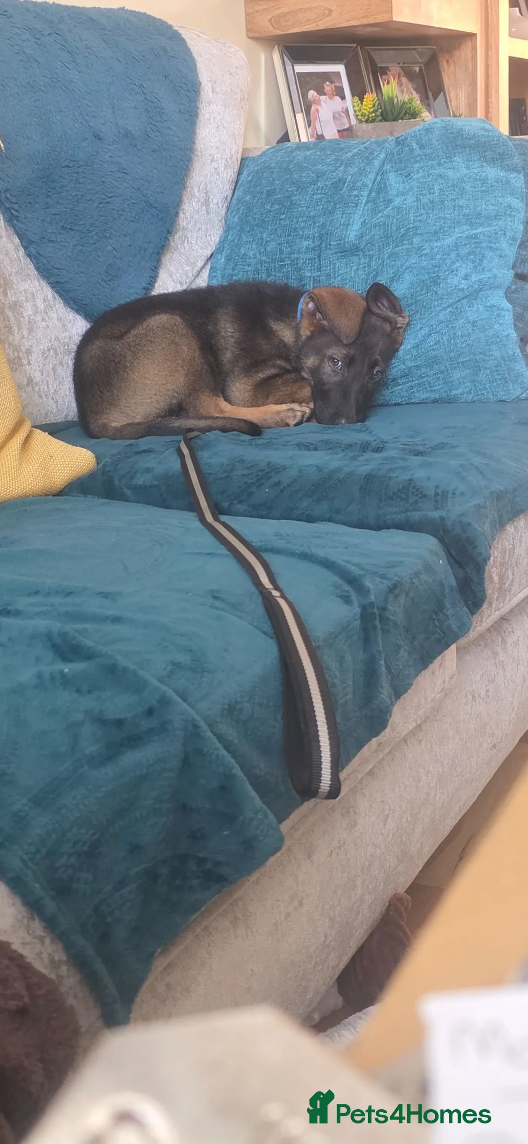 German Shepherd dogs for sale: Raife a 12 Week Old Puppy Needing Rehoming in Littlehampton - Advert 2